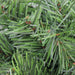 32607287-GREEN Holiday/Christmas/Christmas Wreaths & Garlands & Swags