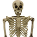 HHSKEL-8HA Holiday/Halloween/Halloween Indoor Decor