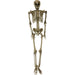 HHSKEL-8HA Holiday/Halloween/Halloween Indoor Decor