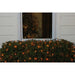 32604358-MULTI-COLORED Holiday/Christmas/Christmas Lights
