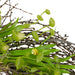 33377327 Decor/Faux Florals/Wreaths & Garlands