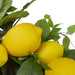34769234 Decor/Faux Florals/Wreaths & Garlands