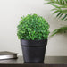 32036218 Decor/Faux Florals/Plants & Trees
