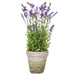 FJ190520 Decor/Faux Florals/Plants & Trees