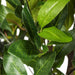 T161250 Decor/Faux Florals/Plants & Trees