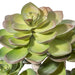FE181701 Decor/Faux Florals/Floral Arrangements