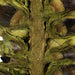 H2GSH100 Decor/Faux Florals/Floral Arrangements