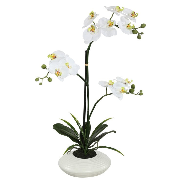 Product Image: FC170701 Decor/Faux Florals/Plants & Trees