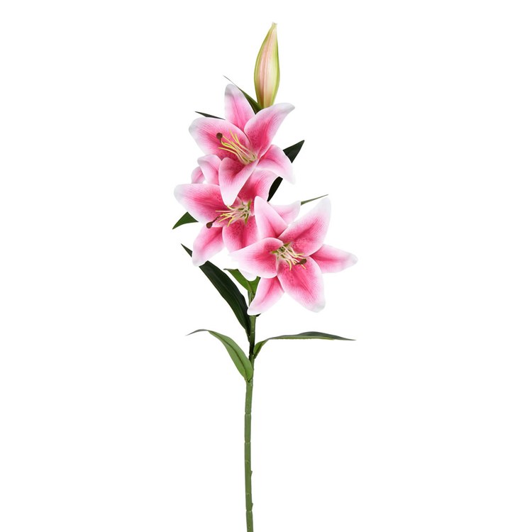 Product Image: FD190570 Decor/Faux Florals/Plants & Trees