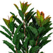 TA181434 Decor/Faux Florals/Plants & Trees