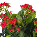 FL170201 Decor/Faux Florals/Plants & Trees