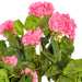 FL170803 Decor/Faux Florals/Plants & Trees
