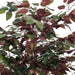 TBU0340-RG Decor/Faux Florals/Plants & Trees