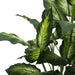 TP170236 Decor/Faux Florals/Plants & Trees