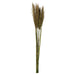 H1PLR105 Decor/Faux Florals/Plants & Trees