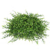 FF170602 Decor/Faux Florals/Plants & Trees