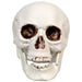 32255997 Holiday/Halloween/Halloween Indoor Decor