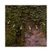 37801 Lighting/Outdoor Lighting/Outdoor String Lights