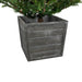34854963 Holiday/Christmas/Christmas Trees
