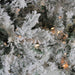 31466105 Holiday/Christmas/Christmas Trees