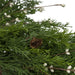 34303446 Holiday/Christmas/Christmas Wreaths & Garlands & Swags