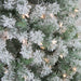 32915587 Holiday/Christmas/Christmas Trees