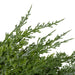 34315240 Holiday/Christmas/Christmas Wreaths & Garlands & Swags
