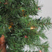 32270637 Holiday/Christmas/Christmas Trees