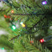 31752852 Holiday/Christmas/Christmas Trees