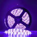 AD3100 Holiday/Christmas/Christmas Lights