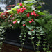 5822-B Outdoor/Lawn & Garden/Window Boxes