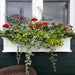 5823-W Outdoor/Lawn & Garden/Window Boxes