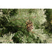 FFBF065-6SN Holiday/Christmas/Christmas Trees