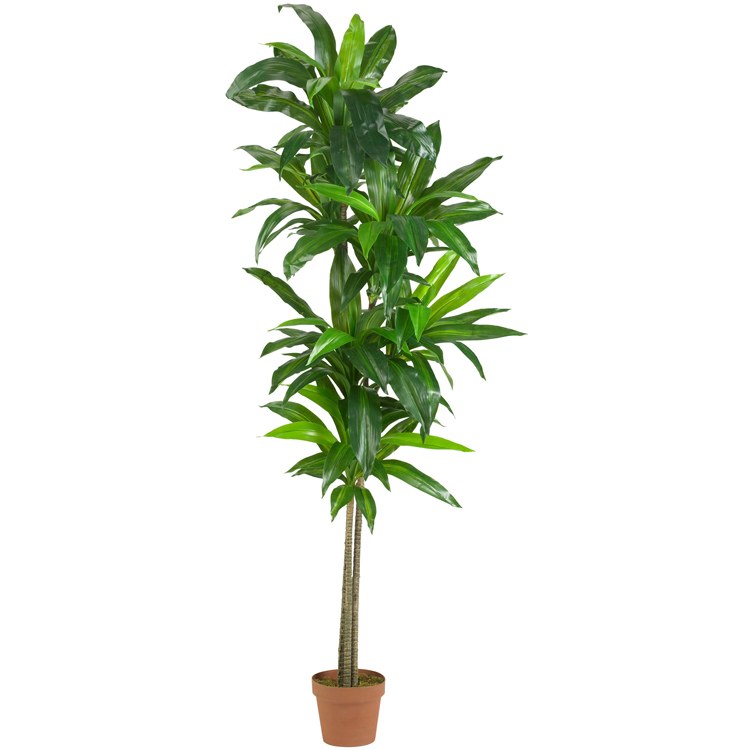 Product Image: 6596 Decor/Faux Florals/Plants & Trees