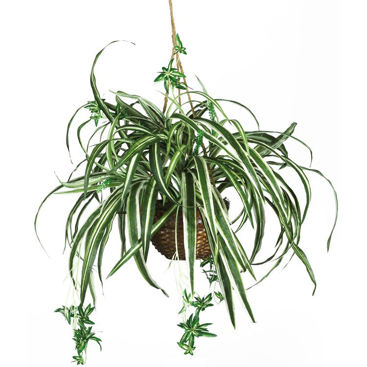 Product Image: 6607 Decor/Faux Florals/Plants & Trees