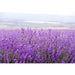 35455LV Decor/Candles & Diffusers/Candles