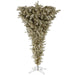 A107755 Holiday/Christmas/Christmas Trees