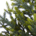 T1865 Holiday/Christmas/Christmas Trees