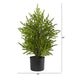 T1502 Holiday/Christmas/Christmas Trees