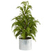 T1506 Holiday/Christmas/Christmas Trees