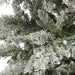 T1856 Holiday/Christmas/Christmas Trees