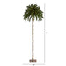 T1453 Holiday/Christmas/Christmas Trees