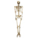 32256596 Holiday/Halloween/Halloween Indoor Decor