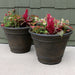 DG-752-4PK Outdoor/Lawn & Garden/Planters