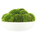 CDTR1401 Decor/Faux Florals/Plants & Trees