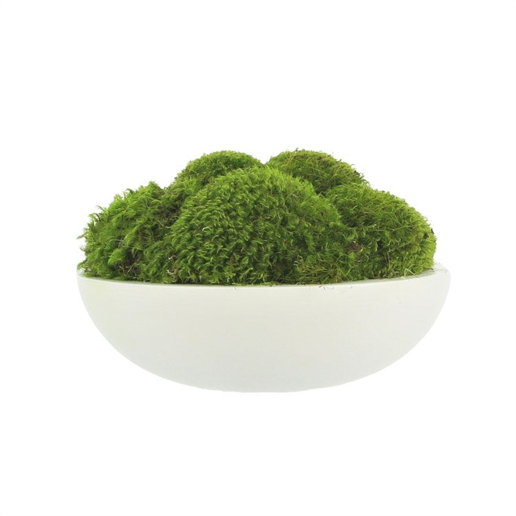 Product Image: CDTR1402 Decor/Faux Florals/Plants & Trees